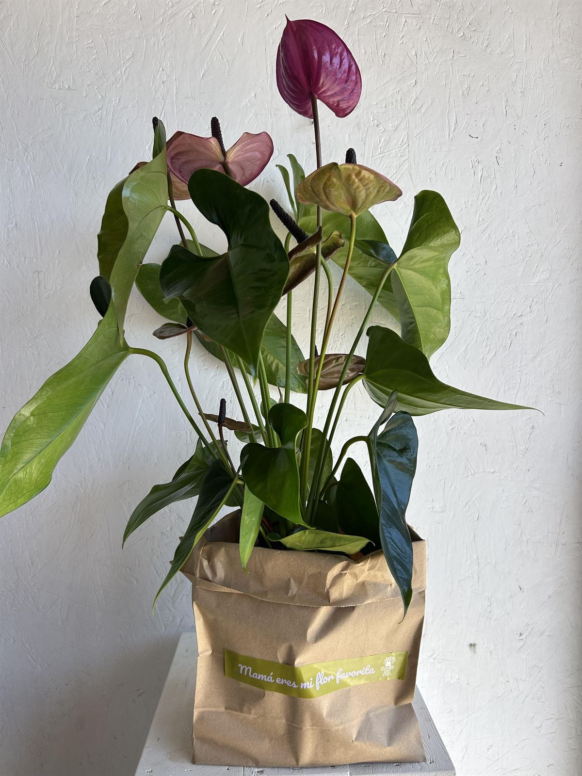 ANTHURIUM MAMÁ - Imagen 1