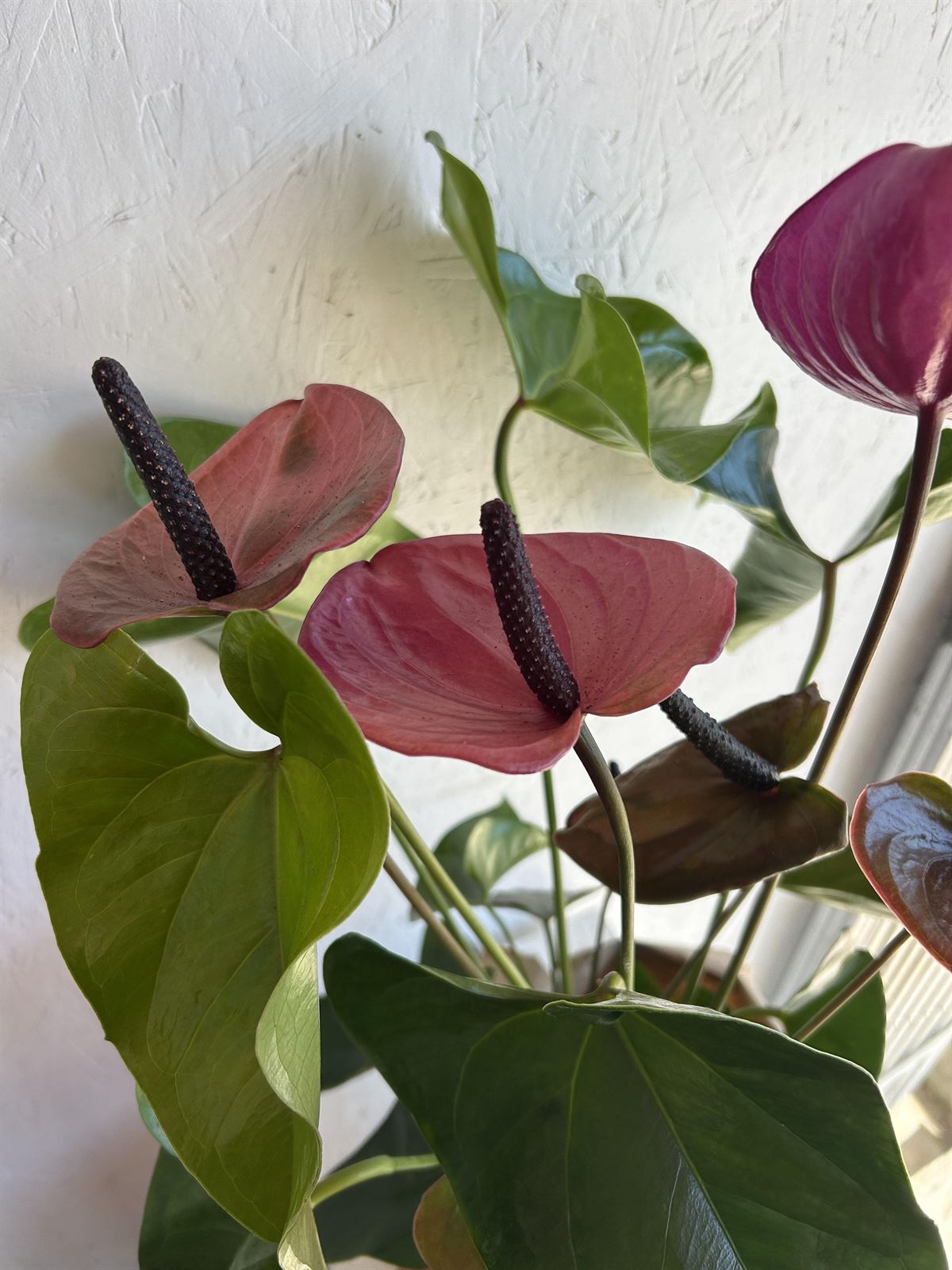 ANTHURIUM MAMÁ - Imagen 2