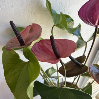 ANTHURIUM MAMÁ - Imagen 2