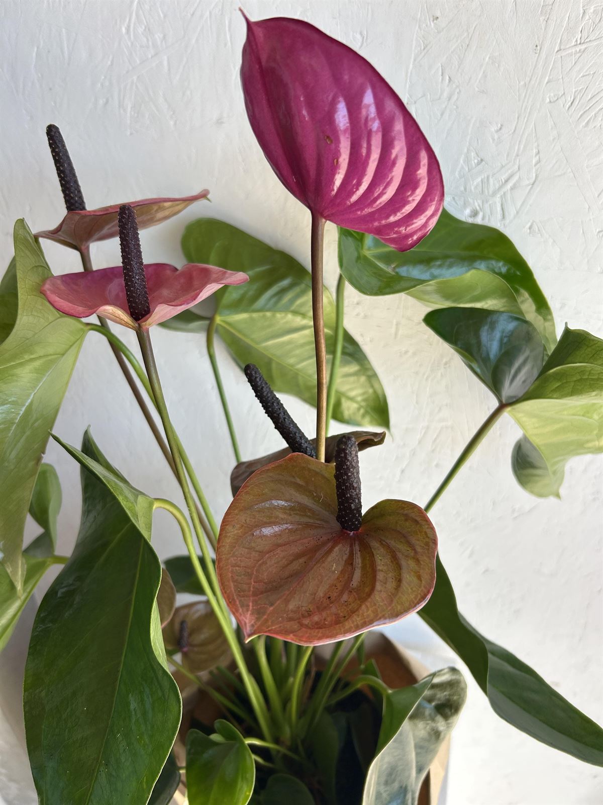 ANTHURIUM MAMÁ - Imagen 3