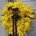 Corona de mimosa con lazo térciopelo estrecho - Imagen 1
