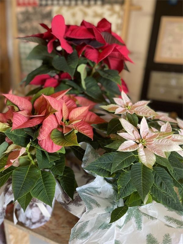 FLOR DE PASCUA - Imagen 1