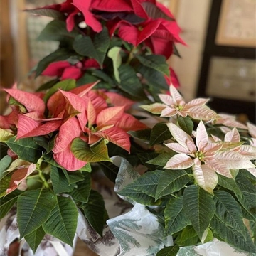 FLOR DE PASCUA - Imagen 1