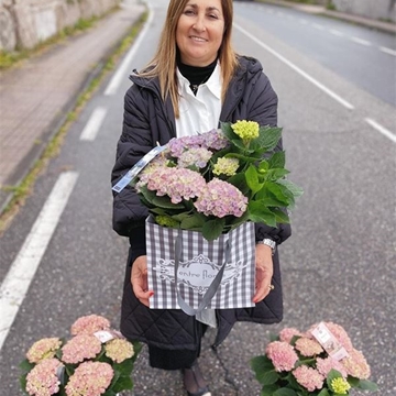 HYDRANGEA MAGICAL - Imagen 1