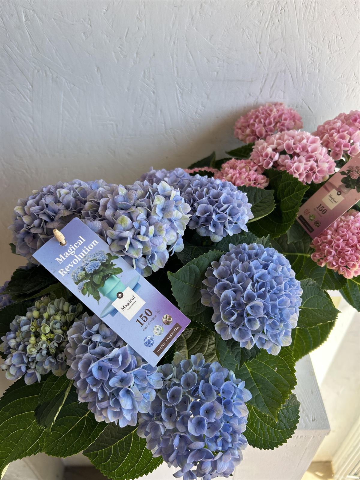 HYDRANGEA MAGICAL - Imagen 1