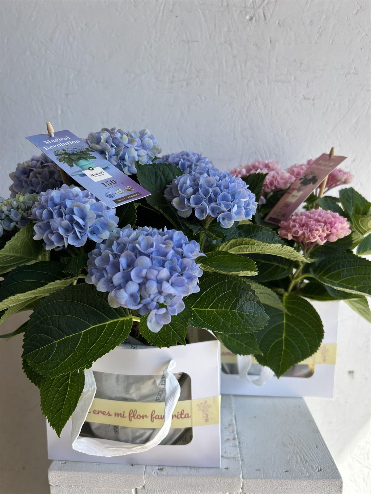 HYDRANGEA MAGICAL - Imagen 2
