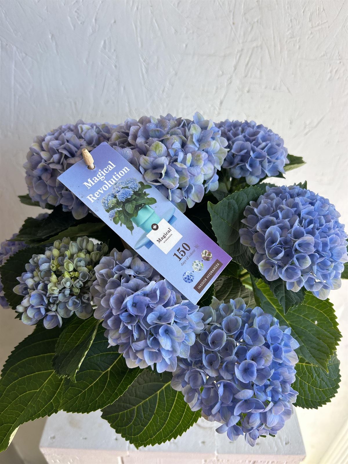 HYDRANGEA MAGICAL - Imagen 3