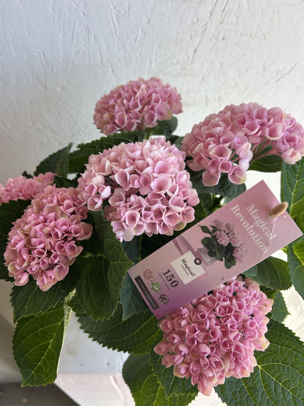 HYDRANGEA MAGICAL - Imagen 4