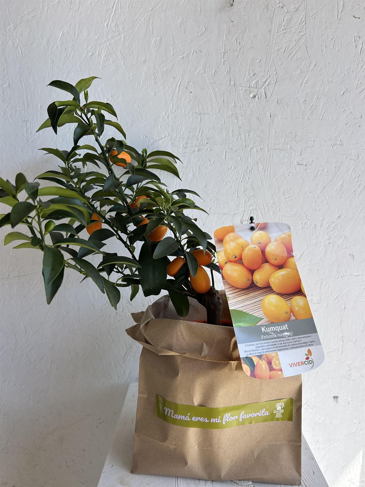 MINI NARANJO (KUMQUAT) - Imagen 1