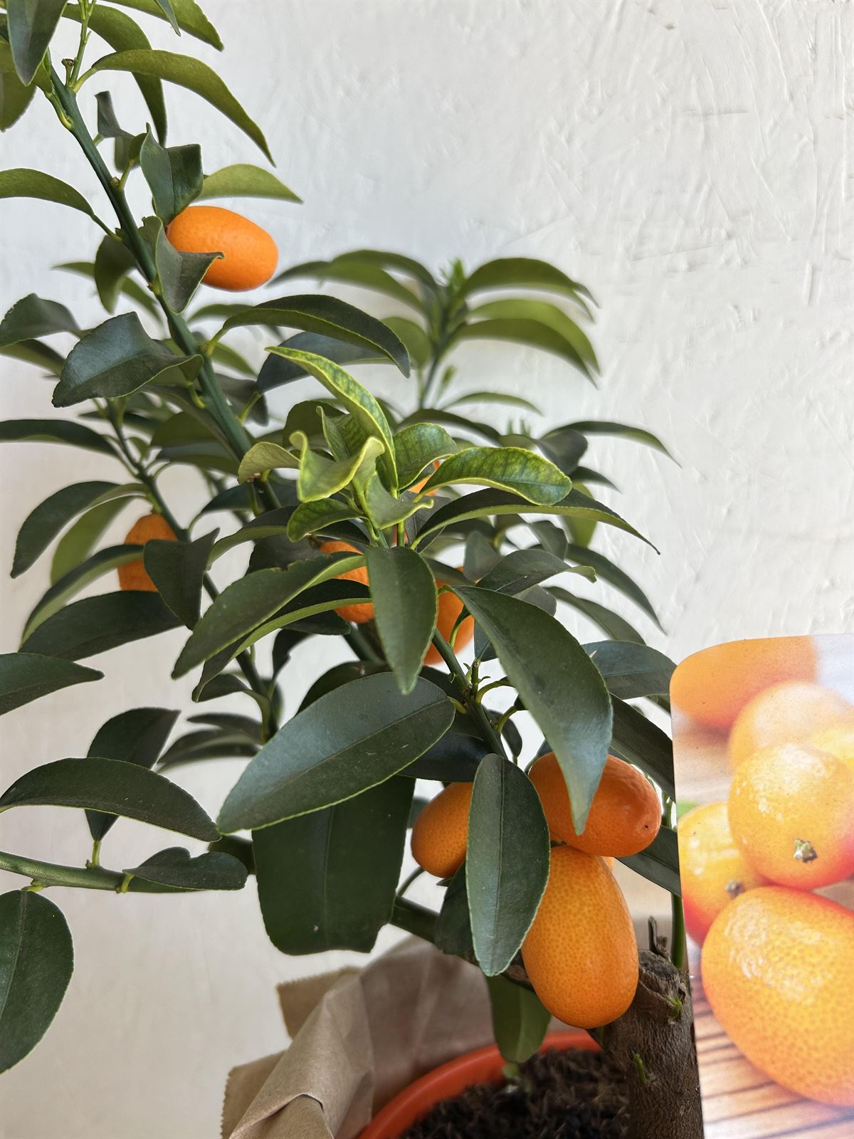 MINI NARANJO (KUMQUAT) - Imagen 2
