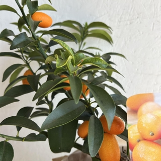 MINI NARANJO (KUMQUAT) - Imagen 2