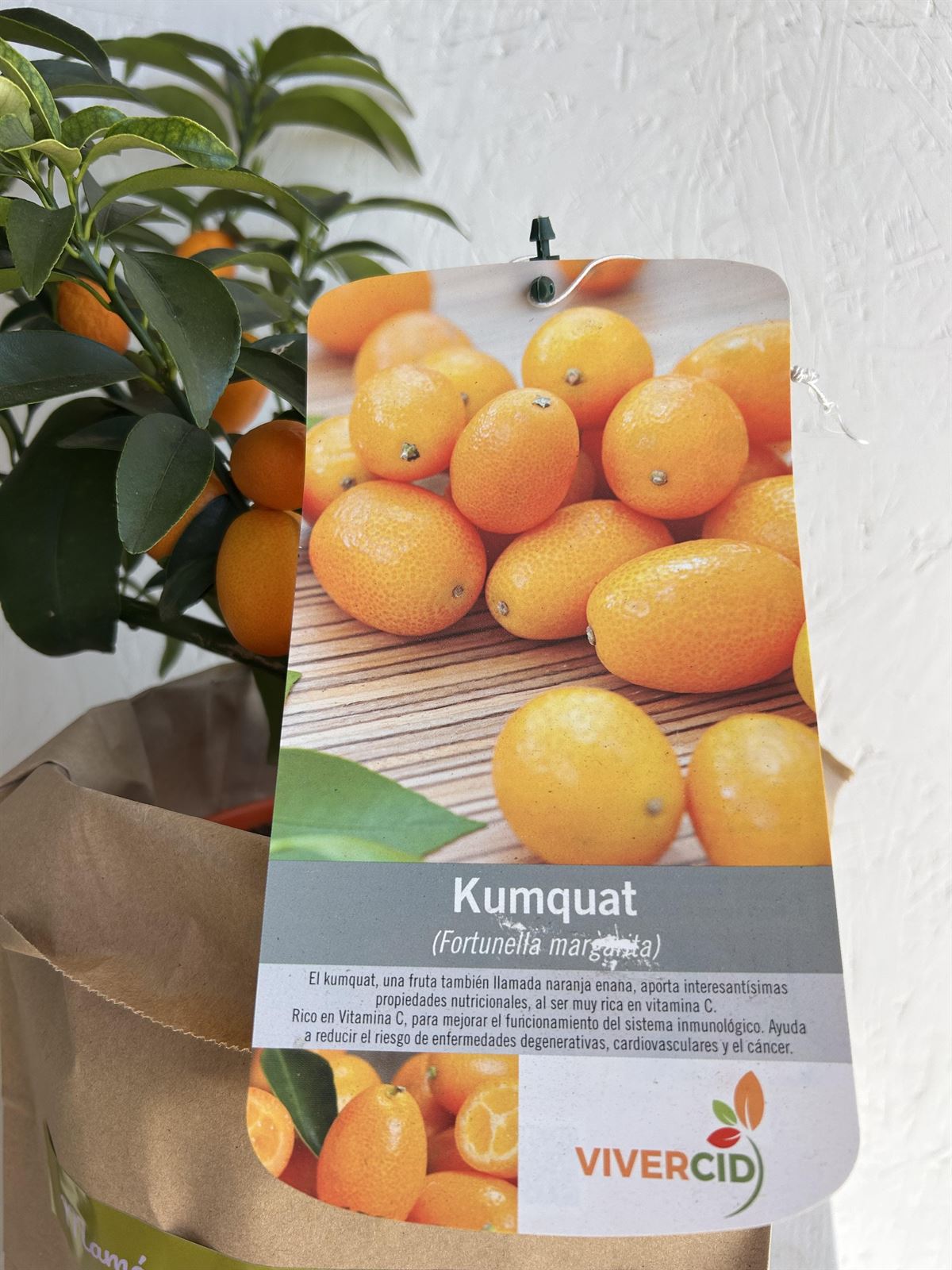 MINI NARANJO (KUMQUAT) - Imagen 3