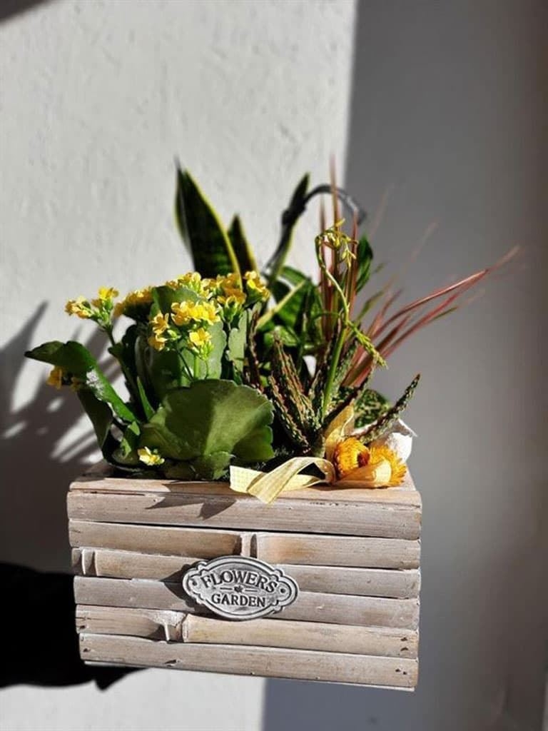 Plantas