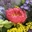 Ramo de flores con peonias - Imagen 2