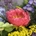 Ramo de flores con peonias - Imagen 2